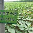 馬泡瓜 馬泡瓜