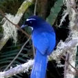 銀喉藍頭鵲