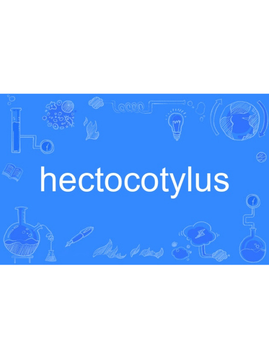hectocotylus hectocotylus