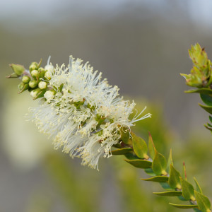 Melaleuca squarrosa