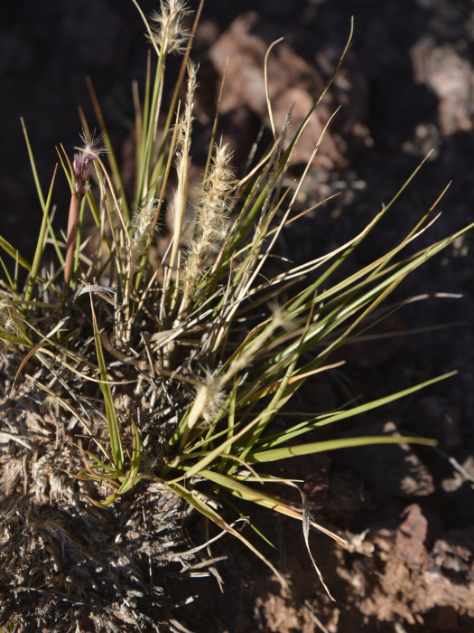 Pappophorum philippianum