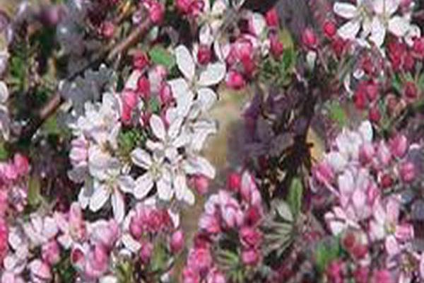 Malus \x27Pink Princess\x27 Malus \x27Pink Princess\x27
