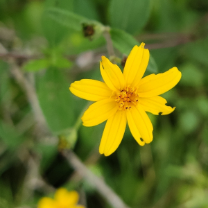 Wedelia acapulcensis