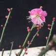 骨里紅梅 骨里紅梅