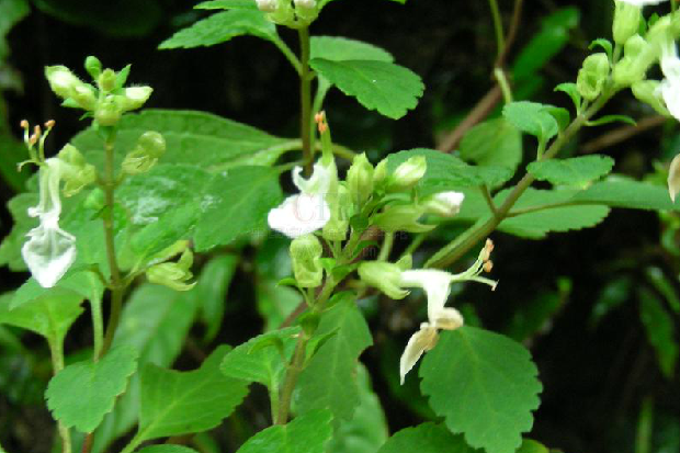 細錐香茶菜(野蘇麻(野蘇麻)) 細錐香茶菜(野蘇麻(野蘇麻))