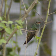 棕腹蜂鳥 棕腹蜂鳥