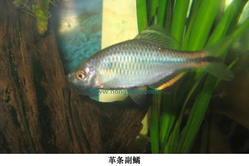 副鱊屬 副鱊屬