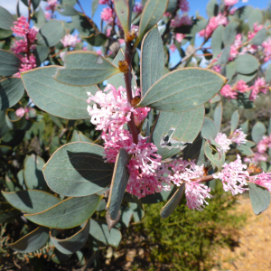 Hakea neurophylla