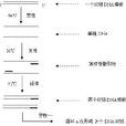 隨機引物PCR 隨機引物PCR