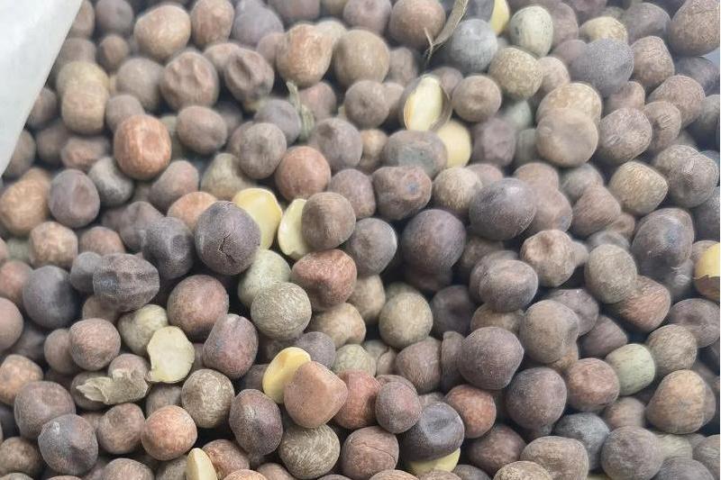 麻豆(豆科豇豆屬一年生草本植物) 麻豆(豆科豇豆屬一年生草本植物)