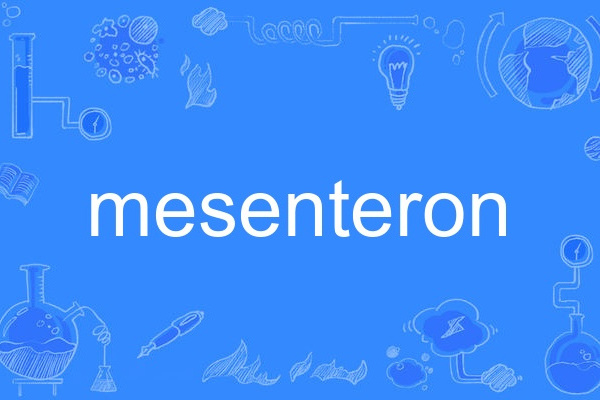 mesenteron mesenteron