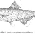 耀眼底燈魚 耀眼底燈魚