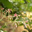 杜仲藤(植物) 杜仲藤(植物)