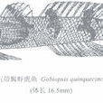 五帶髯蝦虎魚