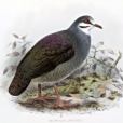 黃頂鶉鳩