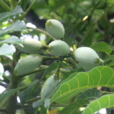 烏欖(橄欖科植物)