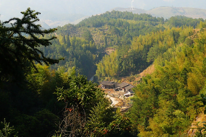 蔣厝林 蔣厝林