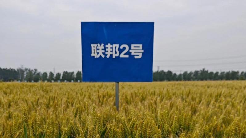 聯邦2號