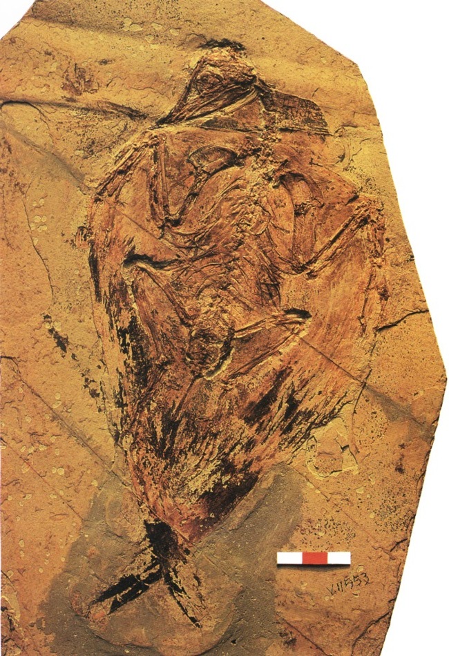 杜氏孔子鳥化石