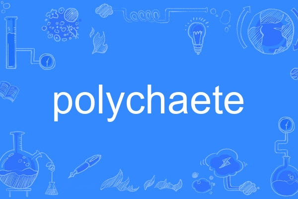 polychaete polychaete