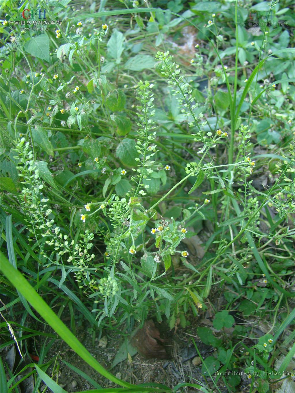 獨行菜屬