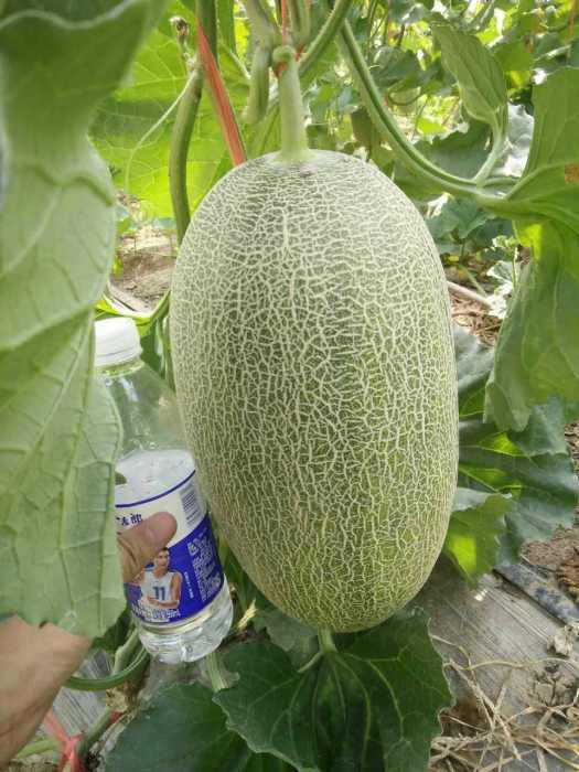 玉蘭香蜜瓜 玉蘭香蜜瓜