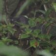棕肛竄鳥 棕肛竄鳥