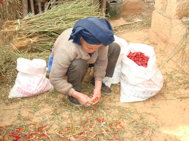 雙龍潭村農民在勞作