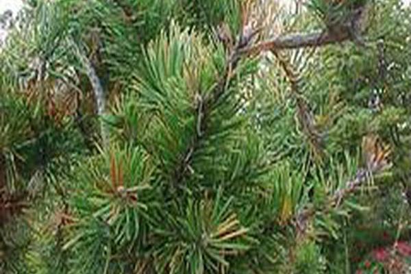 Pinus banksiana \x27Uncle Fogy\x27