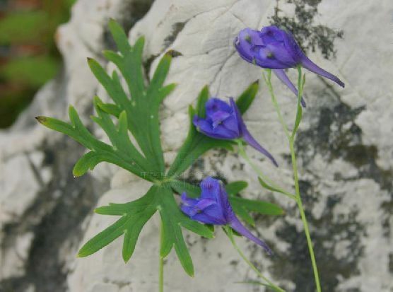 金沙翠雀花 金沙翠雀花