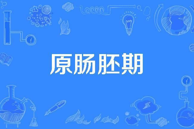 原腸胚期 原腸胚期