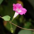牽牛(牽牛花（旋花科牽牛屬花卉）)