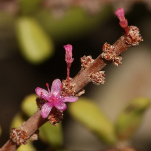 Portulacaria fruticulosa