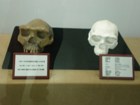 北京猿人頭蓋骨