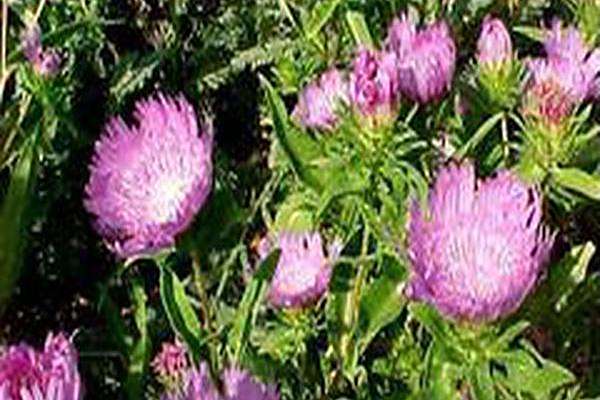 Stokesia laevis \x27Purple Parasols\x27