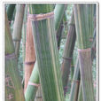 花巨竹