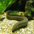 美洲肺魚
