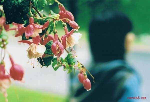 花落在夢裡 花落在夢裡