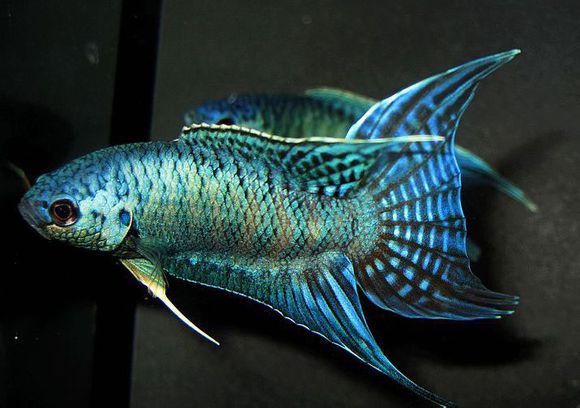 閃光藍鬥魚 閃光藍鬥魚