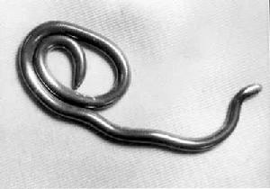 鉤盲蛇(盲蛇)