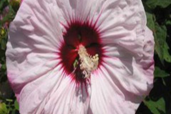 Hibiscus \x27Cherry Cheesecake\x27