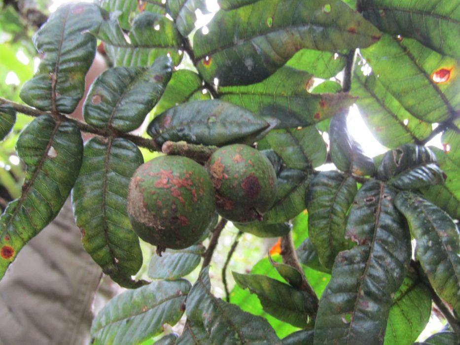 Alfaroa hondurensis