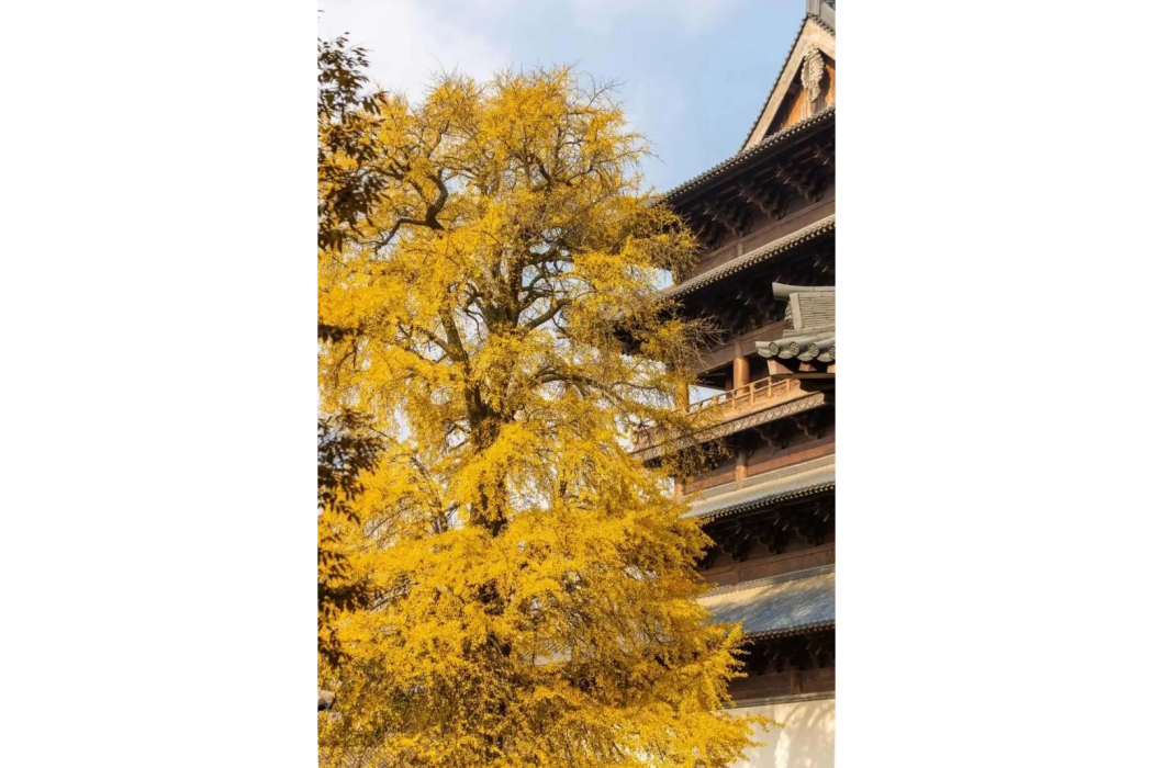 福善寺(浙江濮院寺廟) 福善寺(浙江濮院寺廟)