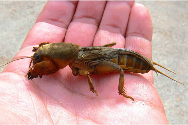 Gryllotalpa gryllotalpa Gryllotalpa gryllotalpa