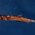 瑩光星衫魚 瑩光星衫魚