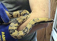 巴西水王蛇(H. gigas)