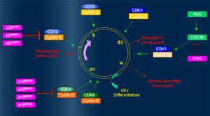 細胞周期和CDK