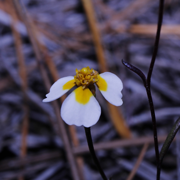 小秀菊