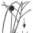 黃花蔥 黃花蔥
