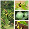 馬兜鈴(馬兜鈴目馬兜鈴科植物)